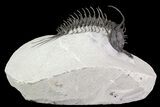 Alien Looking Spiny Quadrops Trilobite - #69573-2